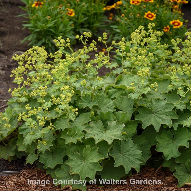 Lady's Mantle 