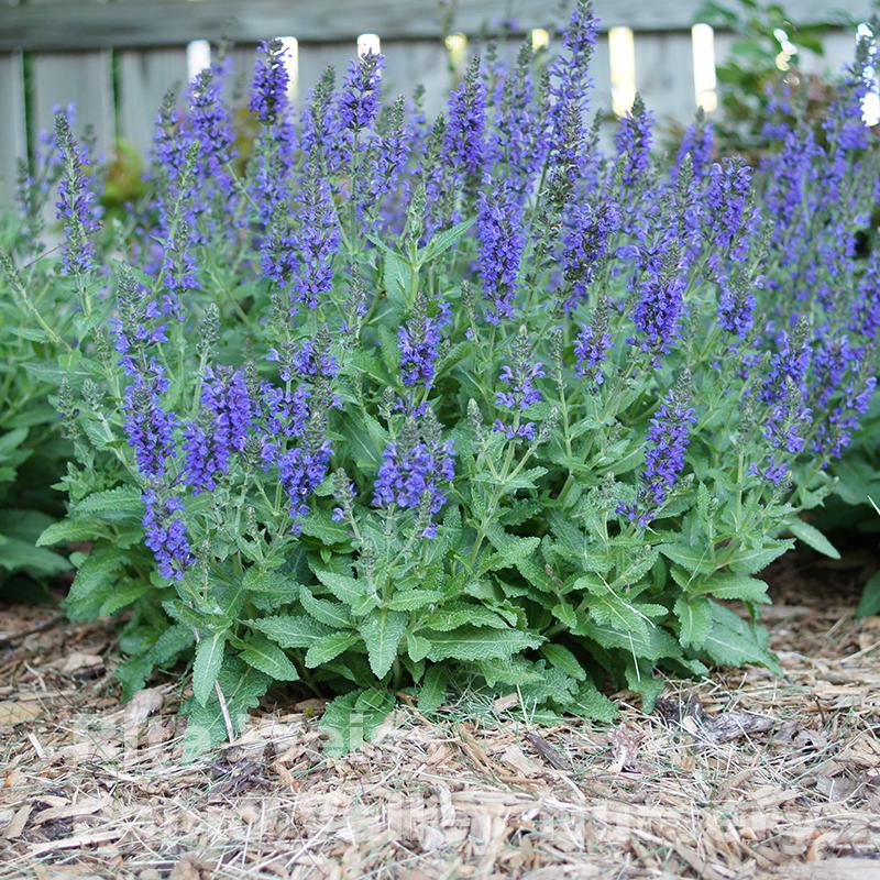 Marcus® Meadow Sage  