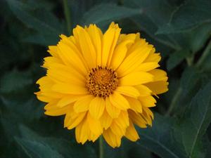 Summer Sun Sunflower