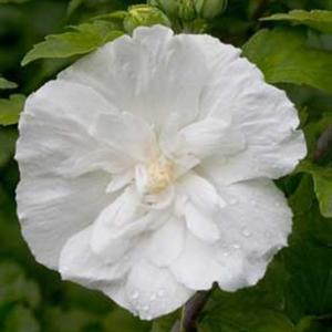 White Chiffon® Rose of Sharon