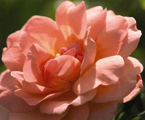 Easy Elegance® Sweet Fragrance Rose