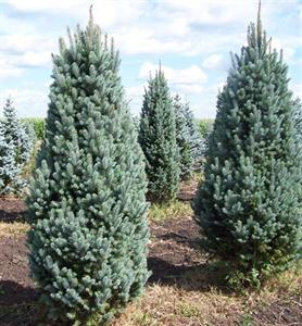 Blue Totem Spruce