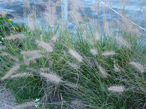 Piglet Dwarf Fountain Grass