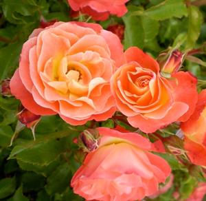 Easy Elegance® Coral Cove Rose