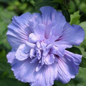 Blue Chiffon® Rose of Sharon