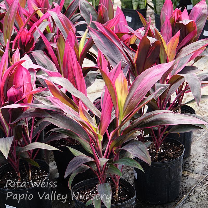 Red Sister Cordyline