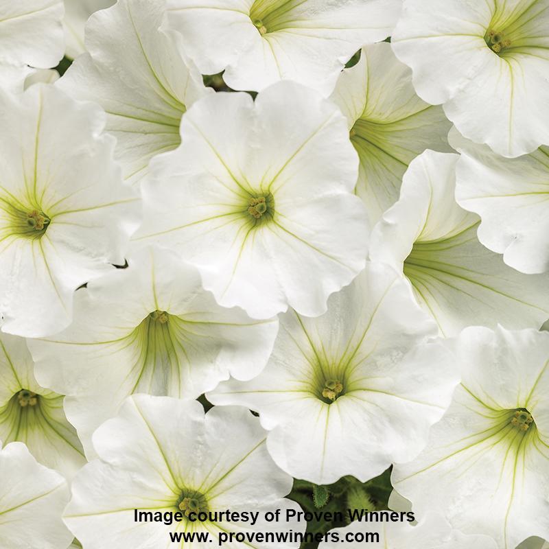 Supertunia® White Petunia 