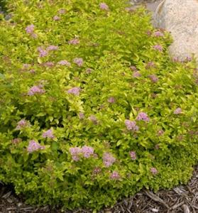 Sundrop™ First Editions® Spirea