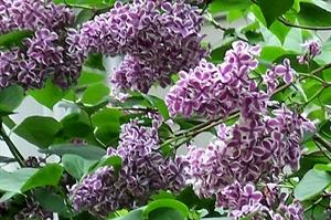 Sensation Lilac 