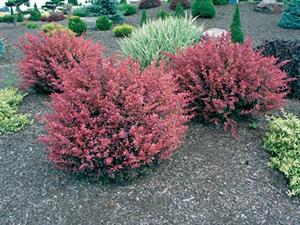 Rosy Glow Barberry