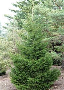 Green Knight Oriental Spruce