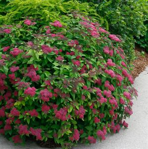 Double Play® Red Spiraea