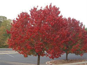 Autumn Blaze Pear Tree