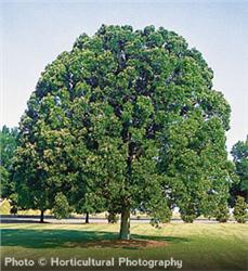 Overcup Oak