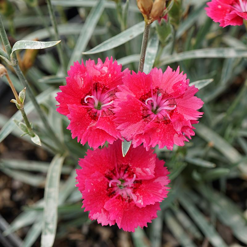 Everbloom™ Red Delicious Dianthus