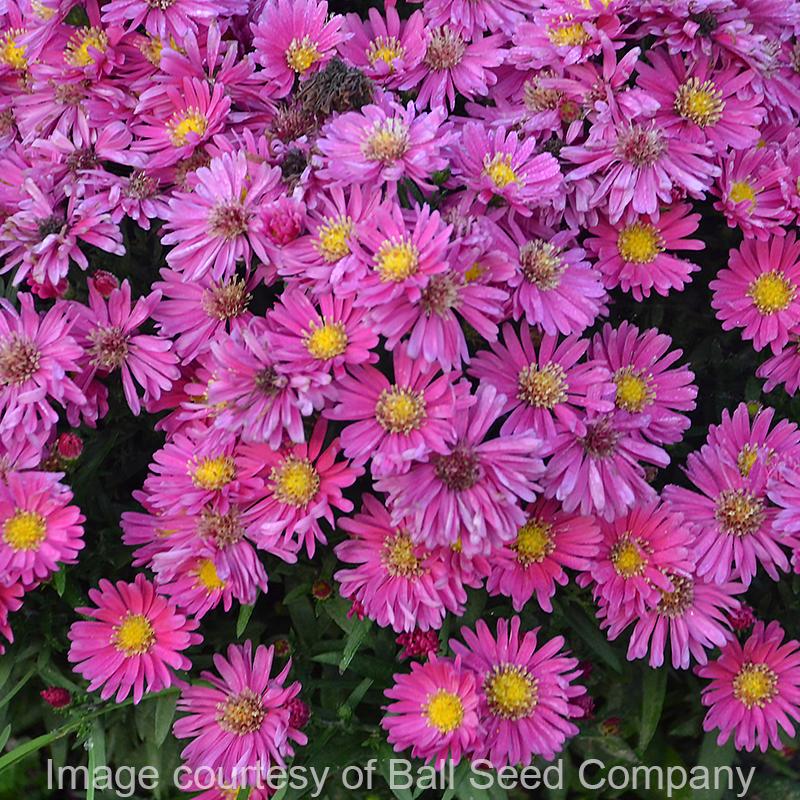Aster 'Carmine Red'