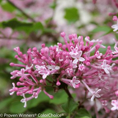 Scent and Sensibility™ Pink Lilac